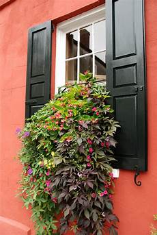 Window Boxes